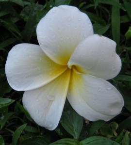 photo by Jessica Dofflemyer - all rights reserved