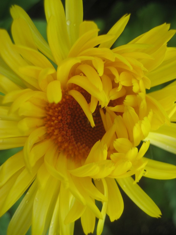 Jessica Dofflemyer ~ all rights reserved