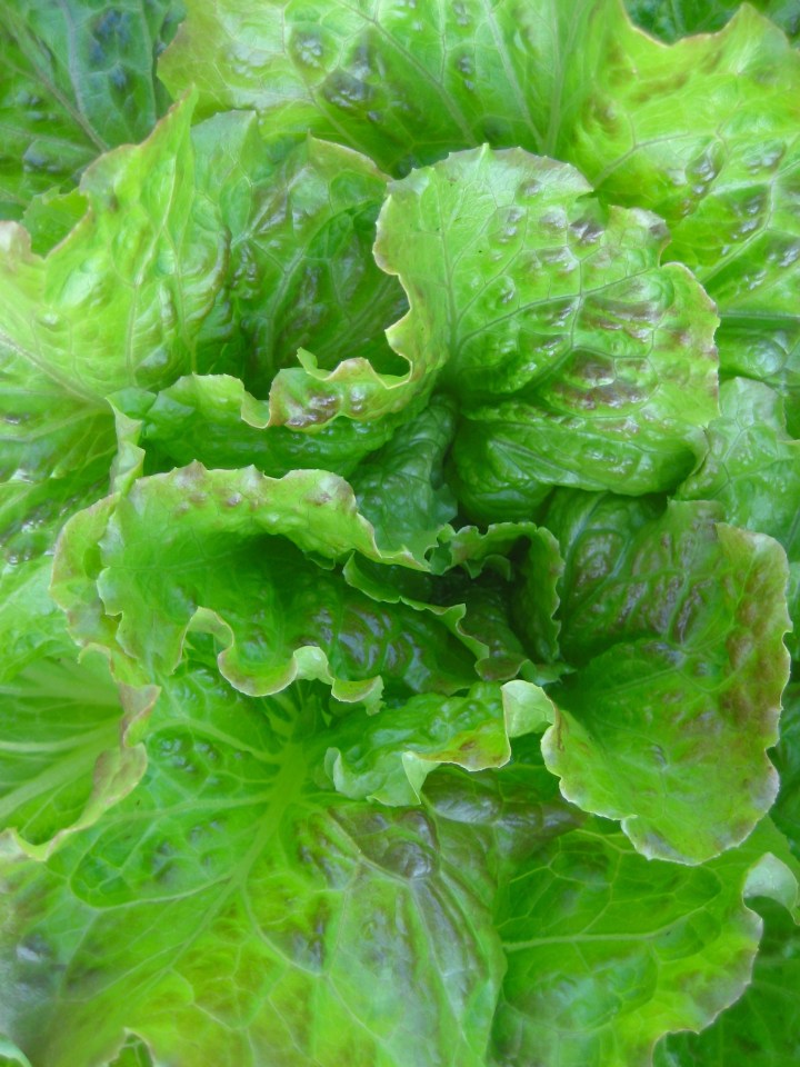 Jessica Dofflemyer ~ all rights reserved