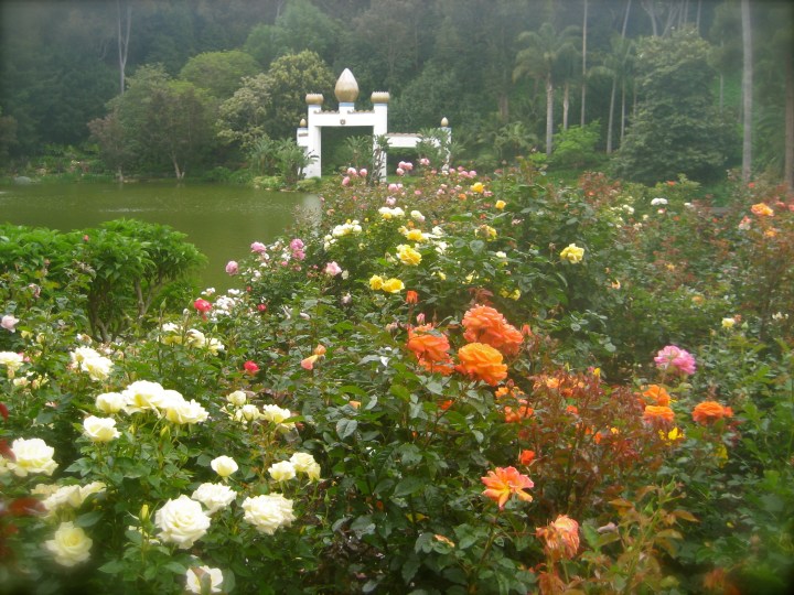 CA_shrine_roses