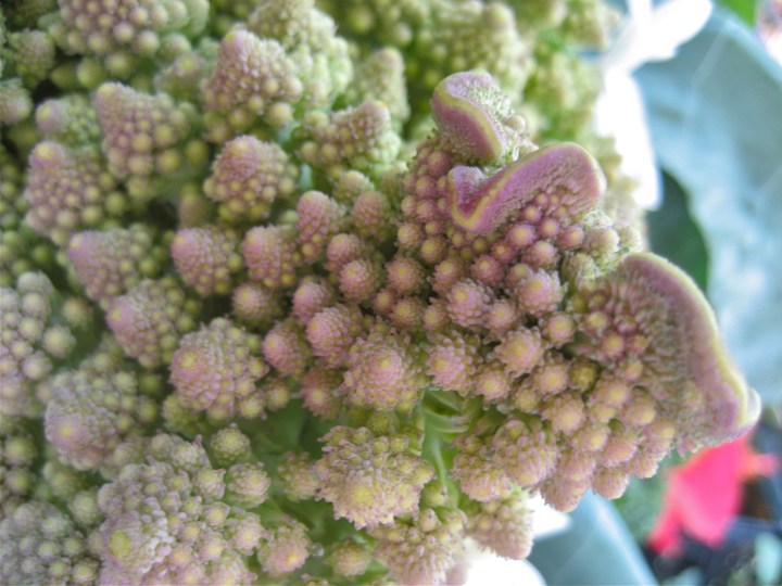 Romanesco