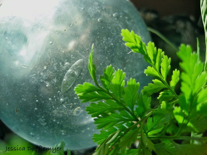 2013-02-28glassball_fern