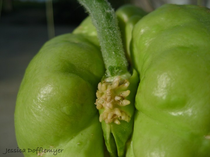 chayote_close2013-02-17