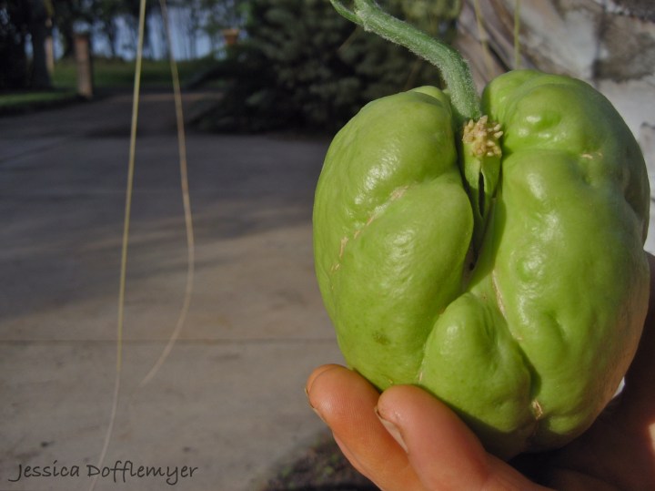 chayote_hand2013-02-17