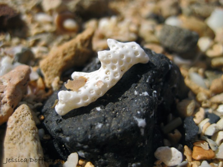 corral_small2013-02-17