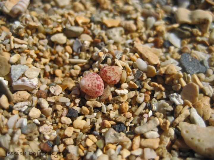 keheleilani_pair2013-02-17