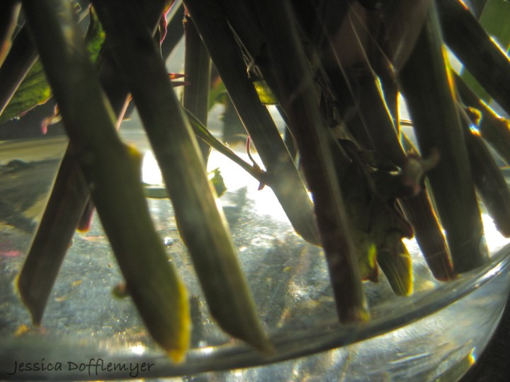 light_stems2013-02-22