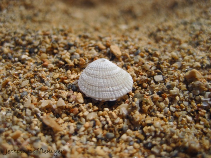scallop_shell2013-02-17