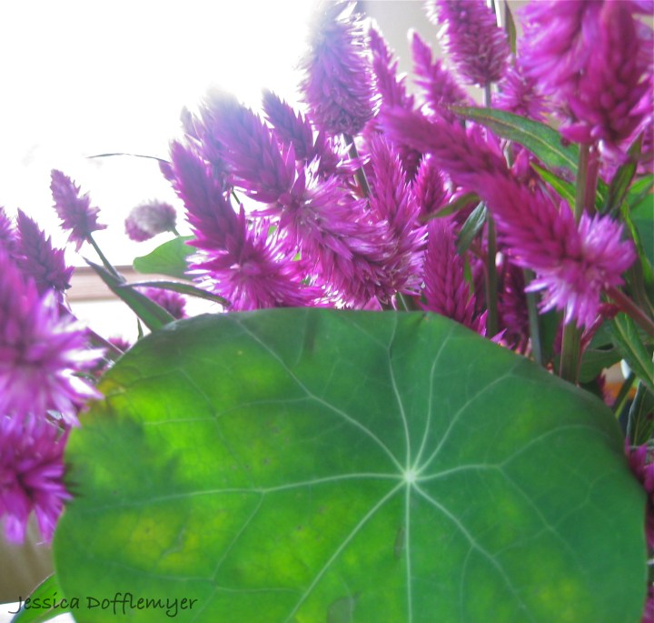 wm_ama_nast_combo2013-02-13