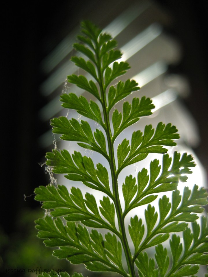 wm_fern_leaf2013-0215