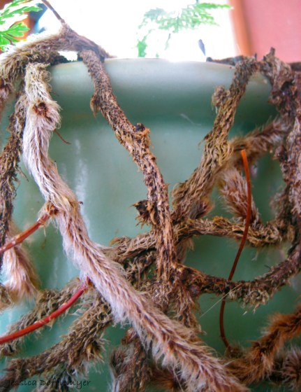 wm_fern_roots2013-02-15