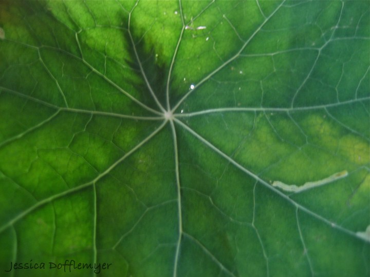 wm_nasturium leaf2013-02-13