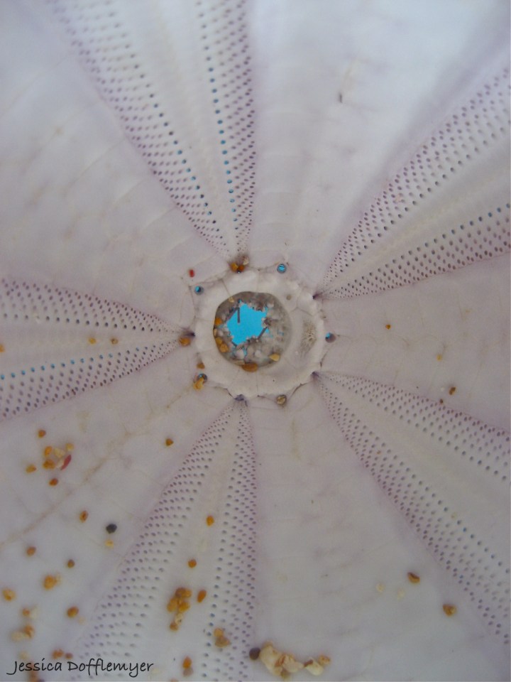 2013-03-03seaurchin_interior