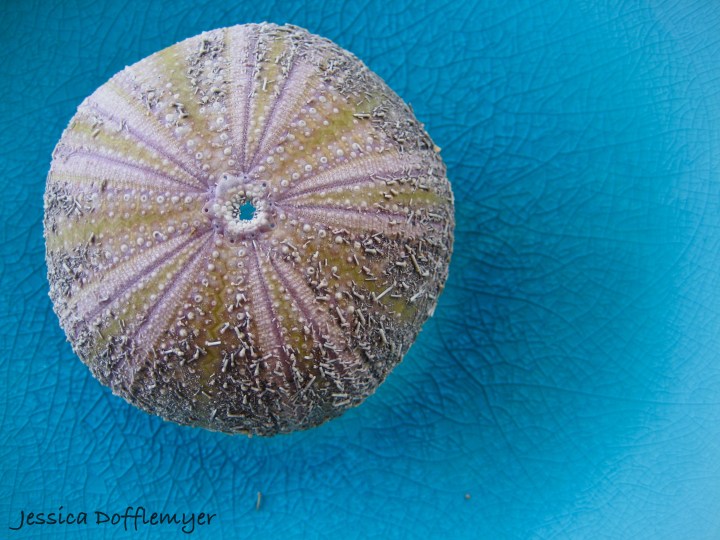 2013-03-03seaurchin_plate