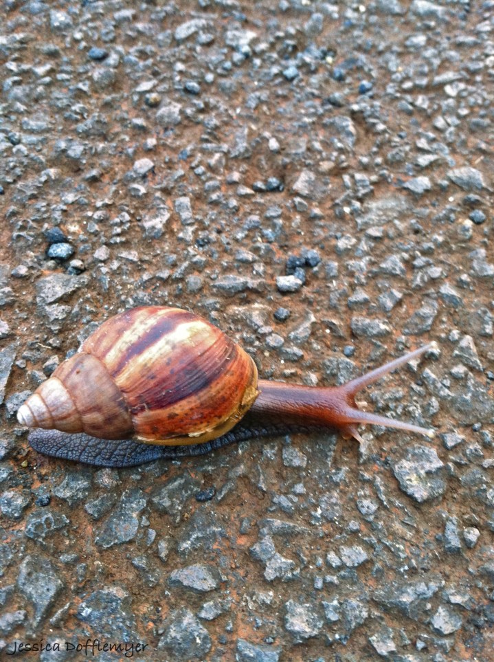 2013-03-13snail