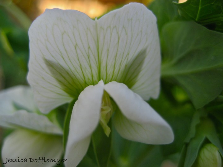 2013-03-15pea flower