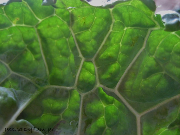 2013-03-17cabbage_close