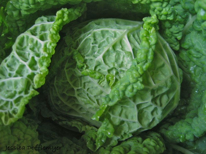 2013-03-17cabbage_whole