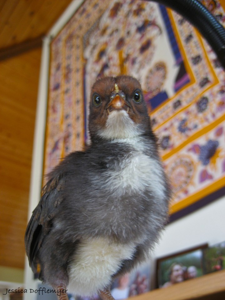 2013-03-25MerlinTreeofLife