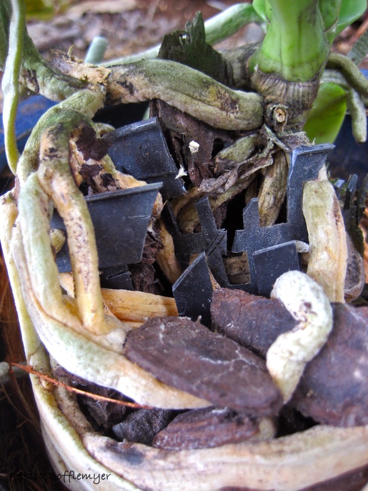 2013-03-28orchid_roots