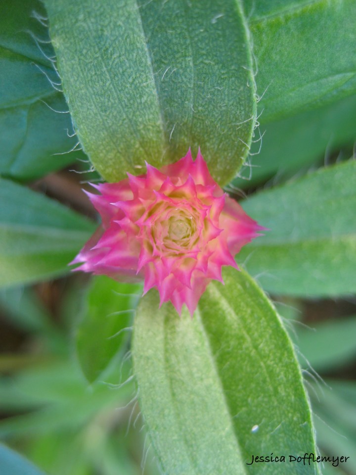 2013-03-29BachelorButtonBud