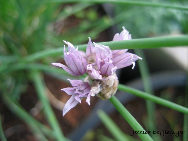 2013-29chives