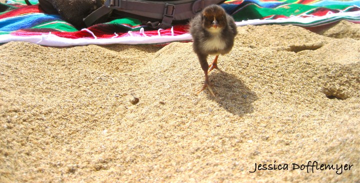 2013-04-02merlin_walk