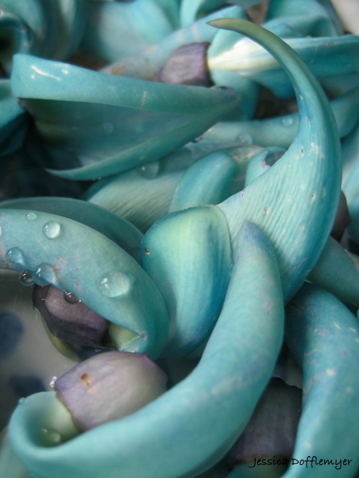 2013-04-05jade_close