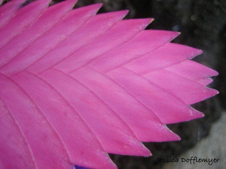 2013-04-24pink_flower