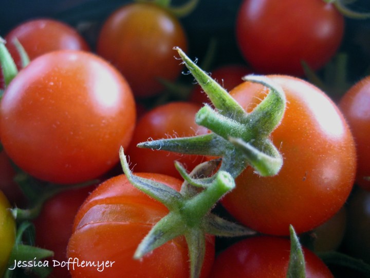 2013-05-02tomato_close
