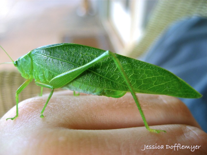 2013-05-06leaf hopper