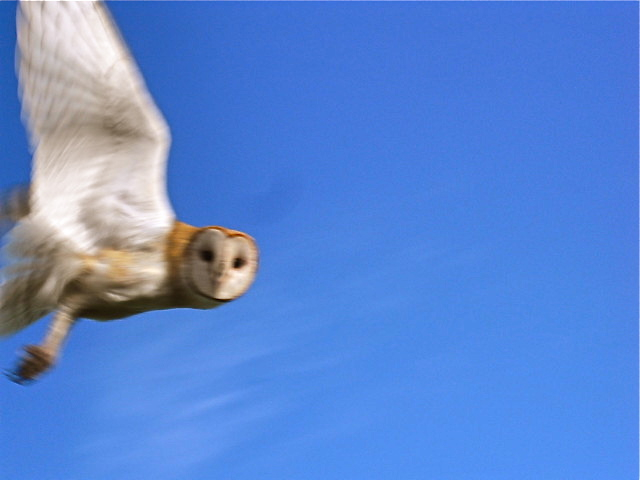 courtesy of the Bohemian~ all rights reserved