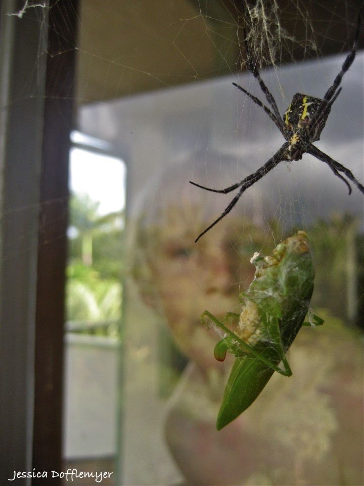 2013-05-27katydid_web
