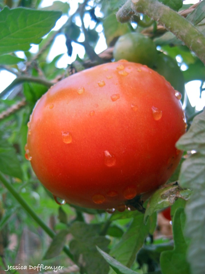 2013-05-27tomato