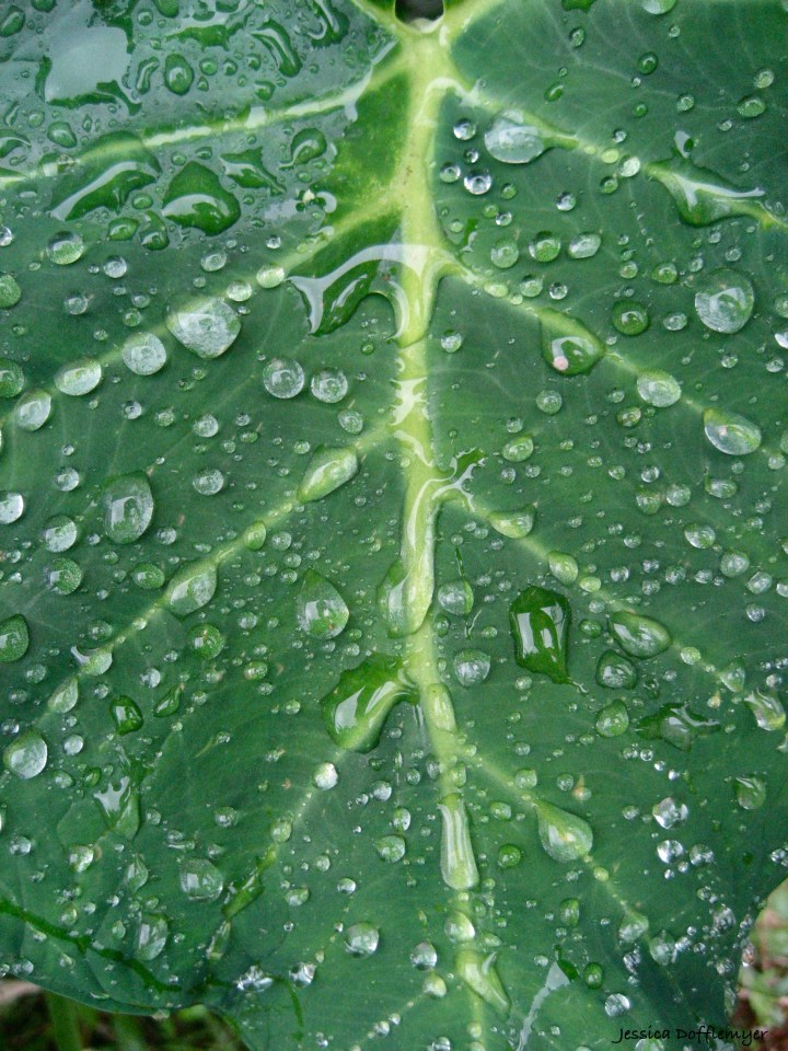 2013-06-15rain leaf