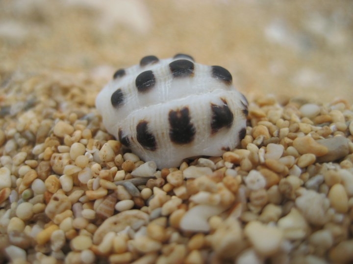 photo courtesy of Jeb, experimenting with macro