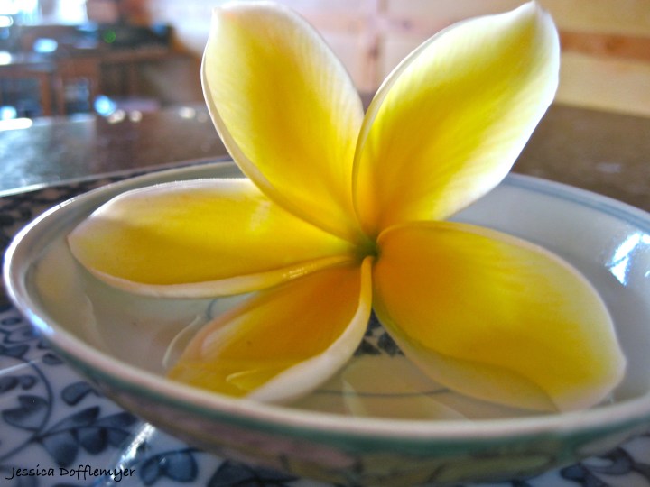 2013-07-08plumeria
