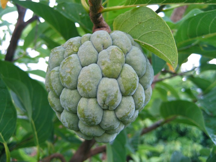 sugar apple