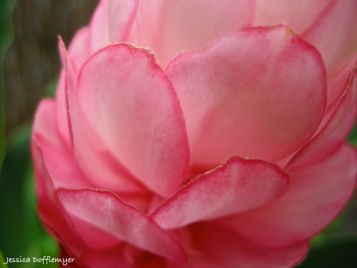 2013-07-26_ginger flower