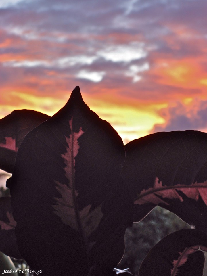 2013-07-26_pink sunrise