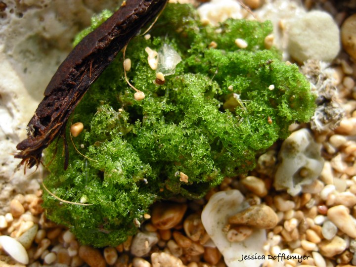 2013-07-31_sea moss