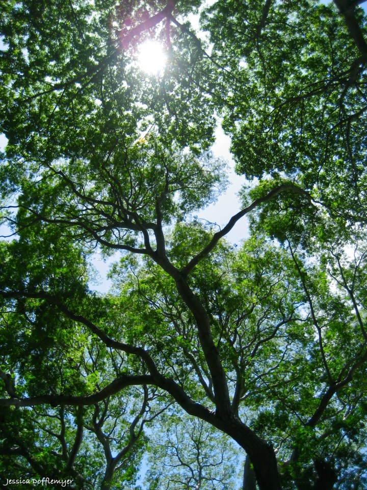 2013-08-09_tree top Oahu