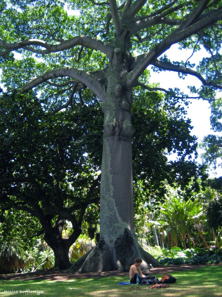 2013-08-09_tree_bohem