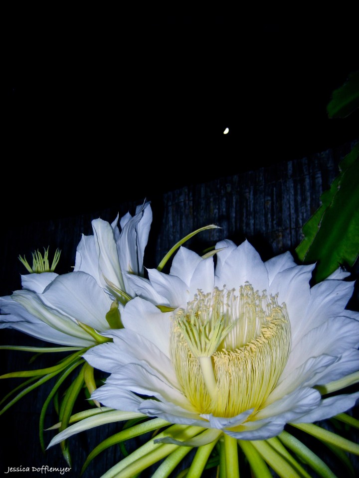 2013-08-21_dragonfruit_moonlight
