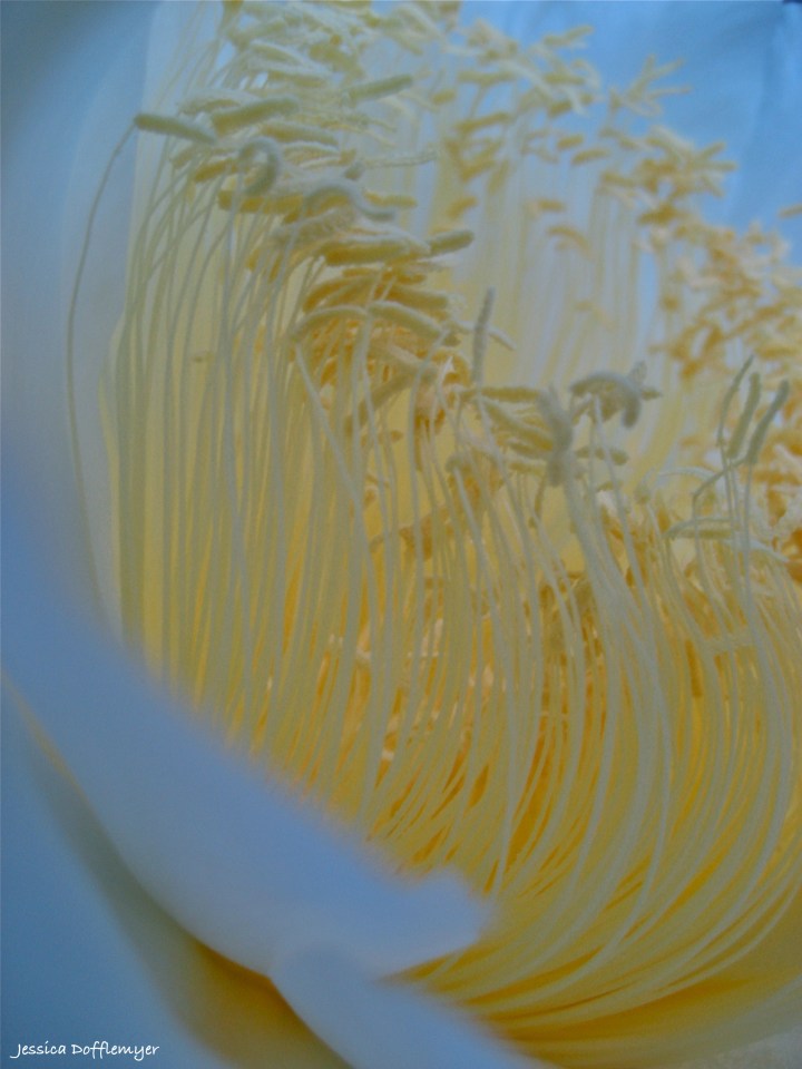 2013-08-22_dfruit_pollen_close