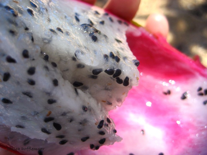 2013-09-02_dragonfruit close2
