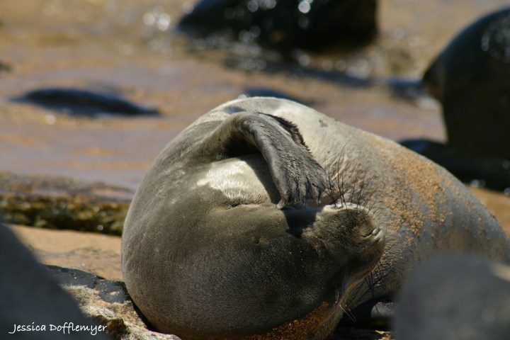 2013-09-03_mseal_close1