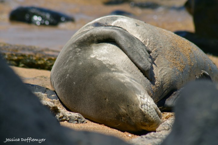 2013-09-03_mseal_close3