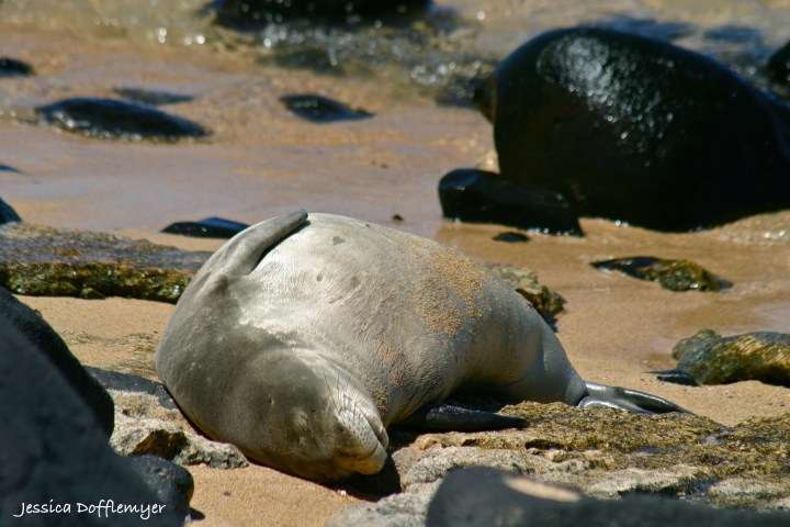 2013-09-03_mseal_full