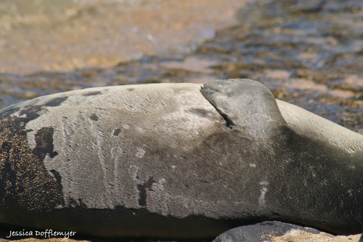 2013-09-03_mseal_fur